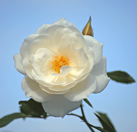 a0001354_21112810.gif