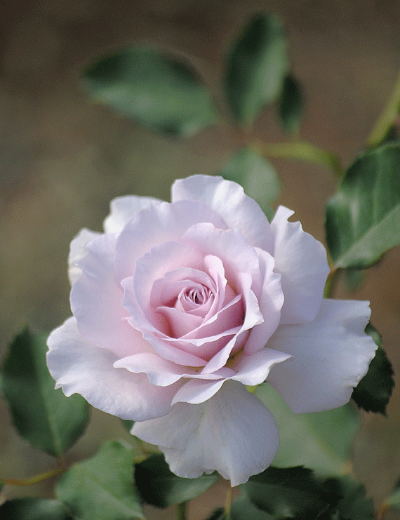 a0001354_21132349.gif