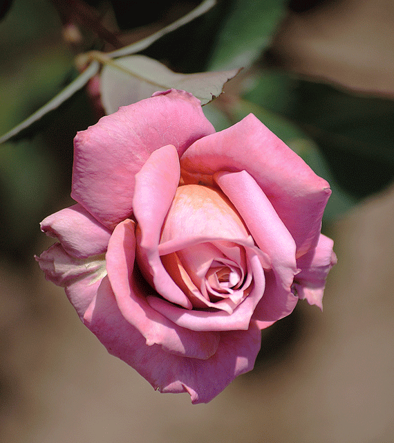 a0001354_21144650.gif