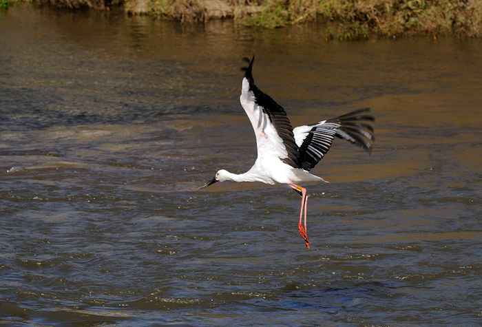 コウノトリ飛び物_e0025455_2301814.jpg