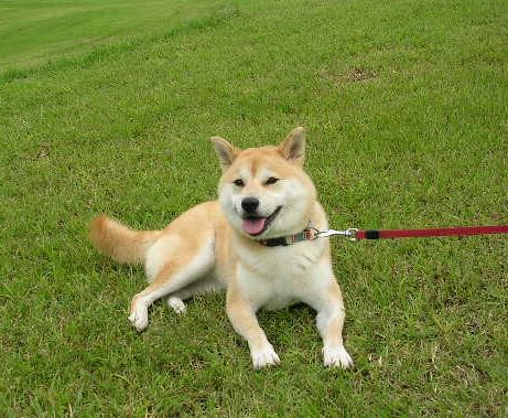 ’14,10,16(木)今日は愛ちゃんの一ヶ月命日です!_f0060461_16291333.jpg