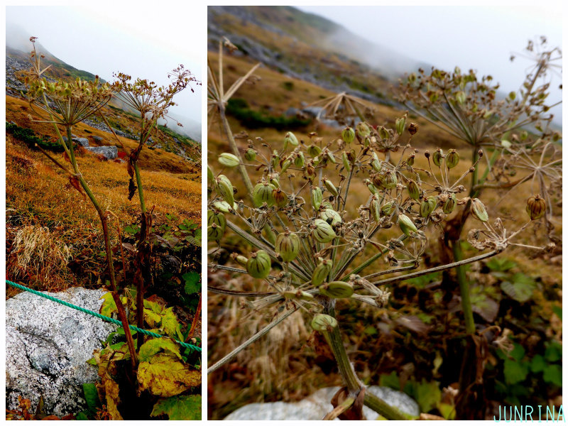 可憐に咲いていた高山植物は、今_d0110562_05133832.jpg