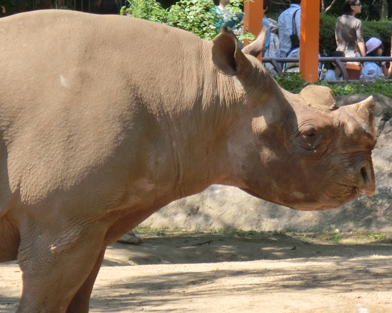 「世界サイの日」のクロサイたち＠金沢動物園 2014.09.23_e0266067_00122569.jpg