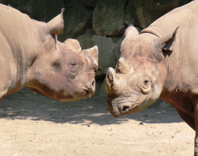 「世界サイの日」のクロサイたち＠金沢動物園 2014.09.23_e0266067_00140448.jpg