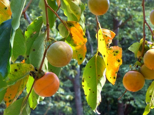 山の秋は宝石箱のよう_b0102572_23171698.jpg