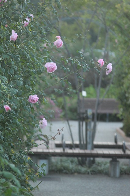 d0177073_12314199.jpg