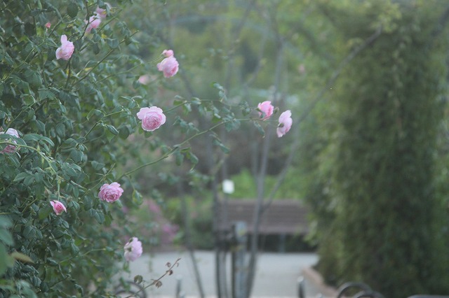 d0177073_1232575.jpg