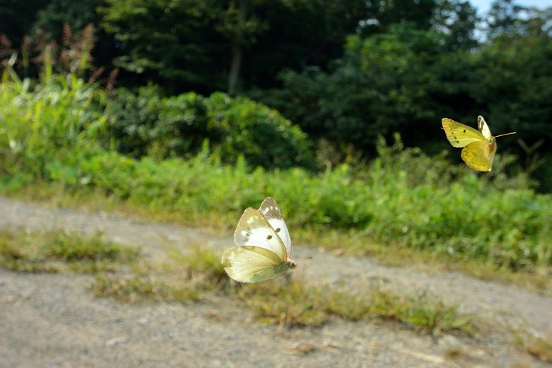 小畔川便り（飛翔・距離の確認:2014/10/11）_f0031682_09175927.jpg