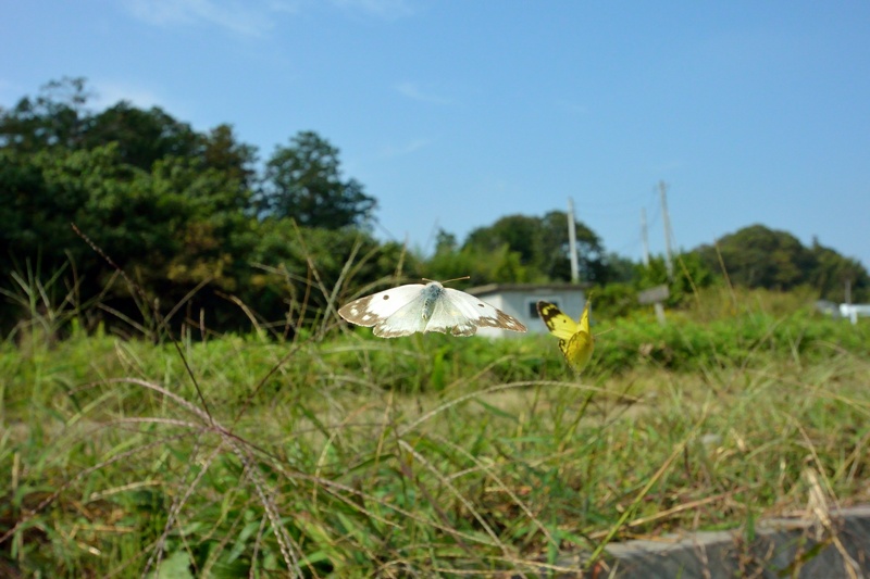 小畔川便り（飛翔・距離の確認:2014/10/11）_f0031682_09175990.jpg