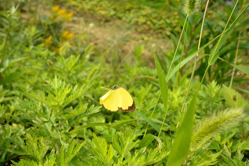 小畔川便り（飛翔・距離の確認:2014/10/11）_f0031682_09181157.jpg