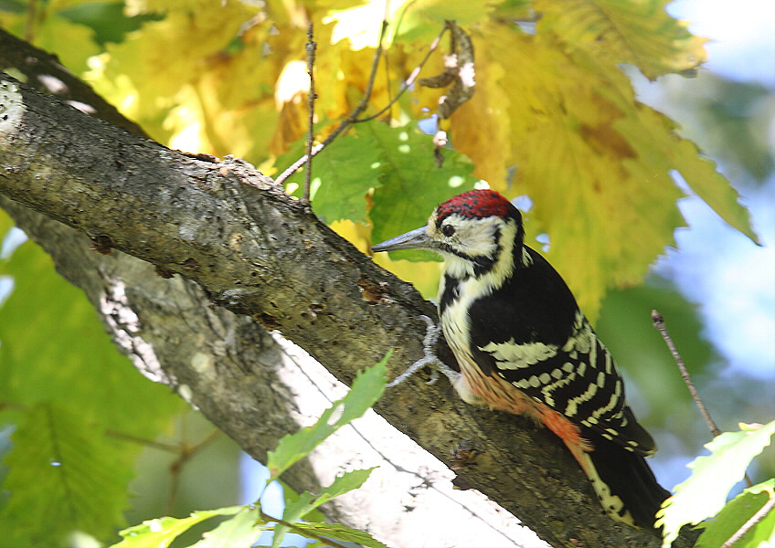 公園にて・・オオアカゲラ_c0113597_14144538.jpg