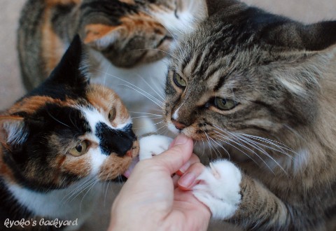 猫たちの、まぐろパーティ_b0253205_03475772.jpg