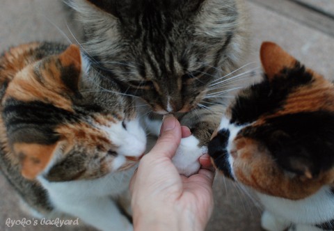 猫たちの、まぐろパーティ_b0253205_03483256.jpg