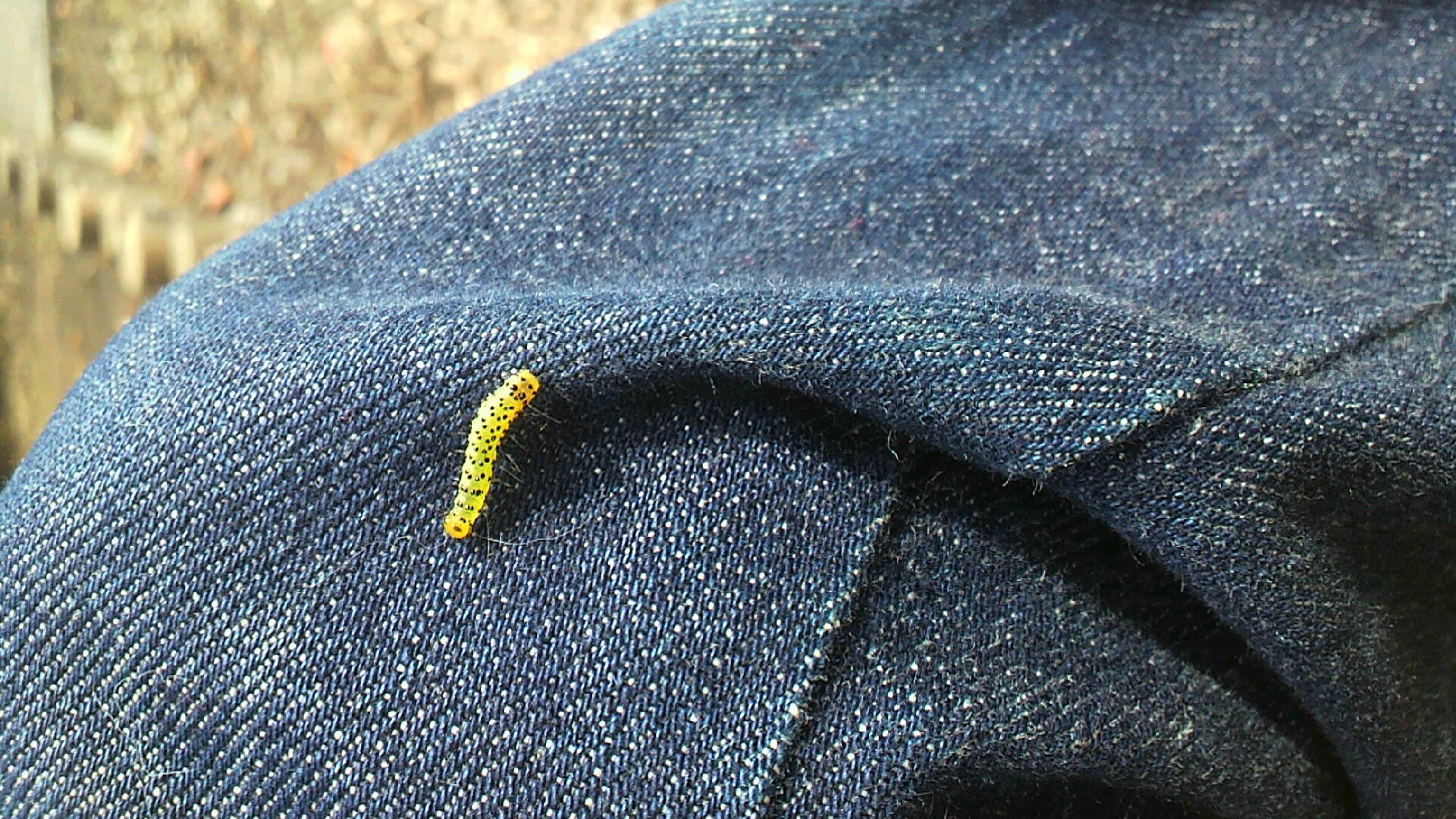 e0246711_11322031.jpg