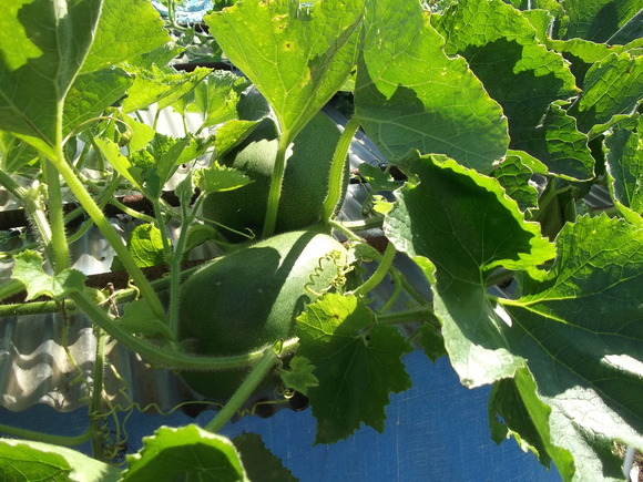 イチゴの定植場所出来上がりました。_b0137932_17112289.jpg