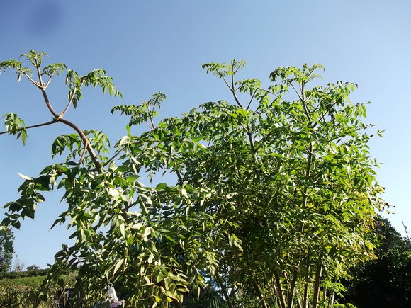イチゴの定植場所出来上がりました。_b0137932_1785355.jpg