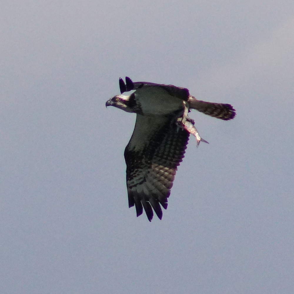 Osprey Complex Cat