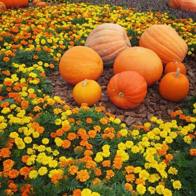 なんだかんだで今年もディズニーランド楽しかったです_c0060143_95266.jpg