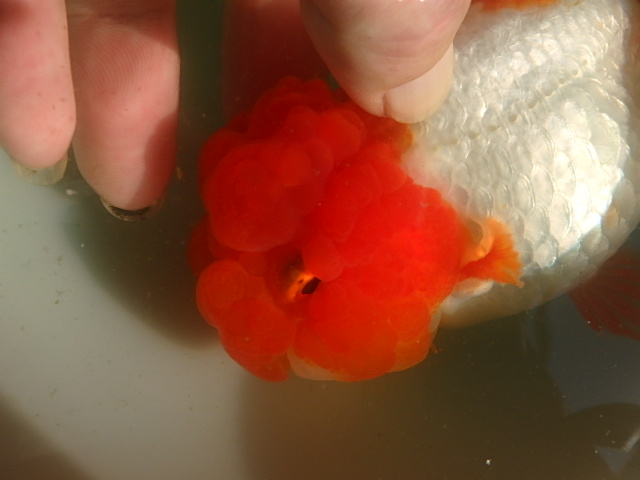 f0334143_8571490.jpg