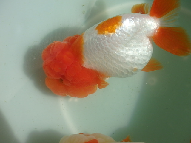 f0334143_857635.jpg
