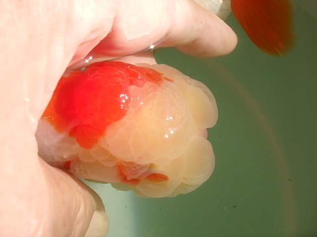 f0334143_8593011.jpg