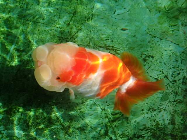 f0334143_8593779.jpg