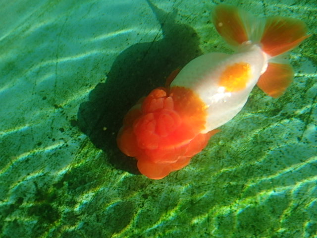 f0334143_8594525.jpg