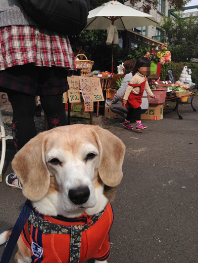 小さな収穫祭♪_a0042044_1181286.jpg