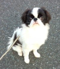 ピアノ教室☆写真撮影のこと_d0165645_18485725.png