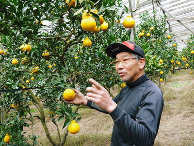 デコポン(肥後ポン) この時期果実が大きく成長し、間もなく色付き始めます_a0254656_1934214.jpg