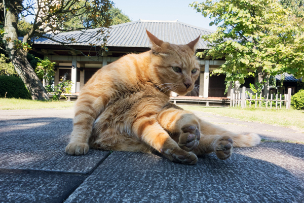 秋晴れの一日 谷中散策 猫_f0117059_2244225.jpg