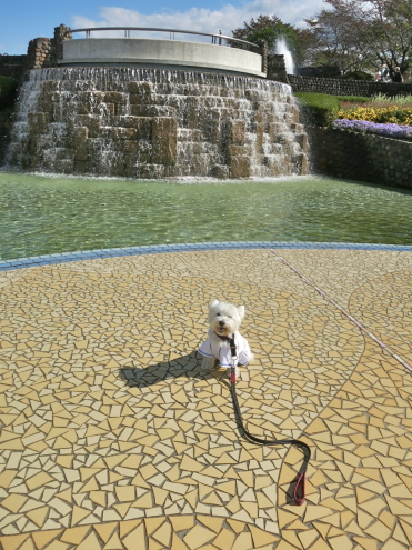 COKOフェスタって何?_c0260460_19384197.jpg