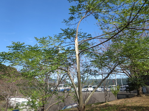 大根の種まき_e0171669_13542040.jpg
