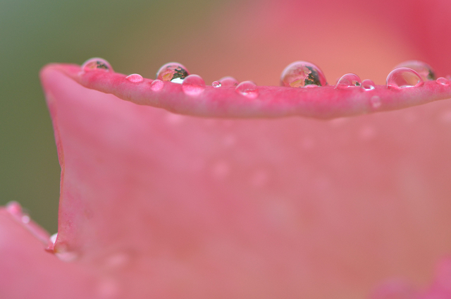 雨の秋薔薇　その２_c0197772_6401958.jpg