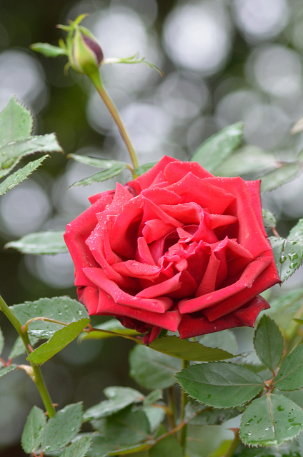 雨の秋薔薇　その２_c0197772_640796.jpg