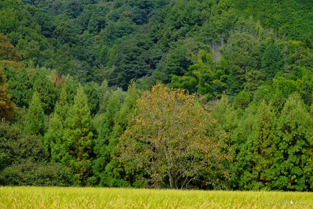 a0142976_1712296.jpg