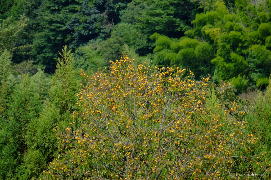a0142976_17123810.jpg