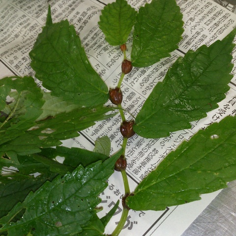 これは実なのか、なんなのか?_d0182179_13374977.jpg