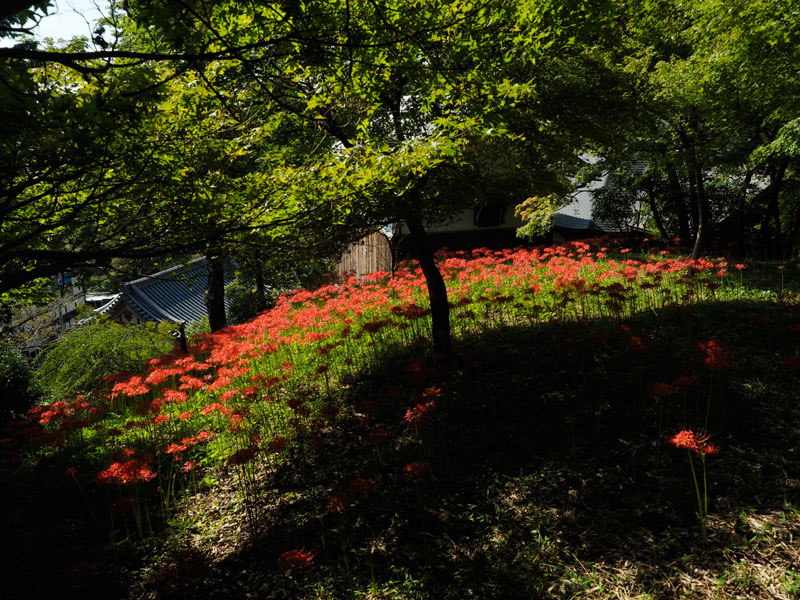 No 178 岐阜県 金生山明星輪寺 彼岸花 木彫りの熊 Photo Gallery No 178 岐阜県 金生山明星輪寺 彼岸花 木彫りの熊 Photo Gallery