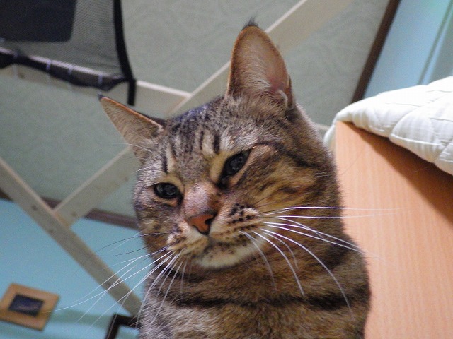 a0159490_15533793.jpg