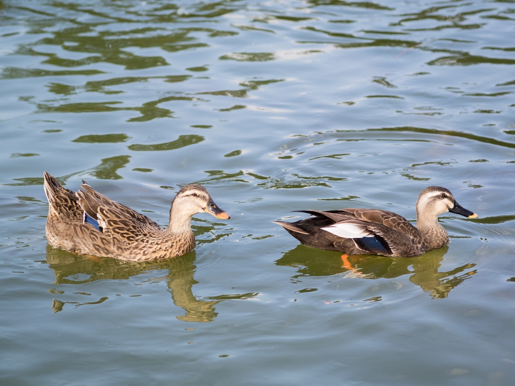 「Ducks Swim」_a0133692_16241935.jpg