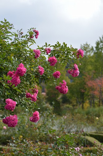 c0124100_0331569.jpg