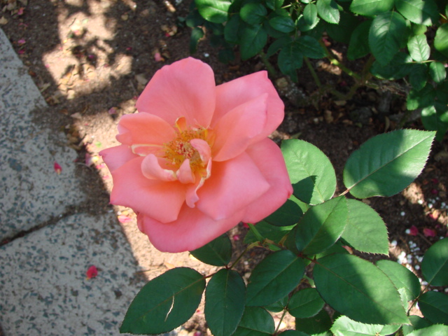 a0063907_22144497.jpg