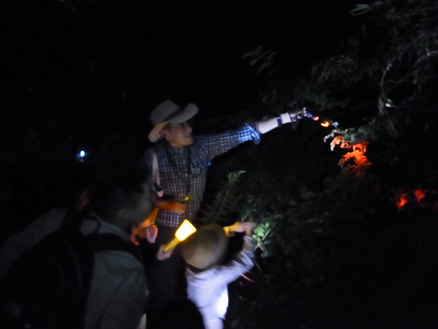夜の鳴く虫観察会_b0049307_6555076.jpg
