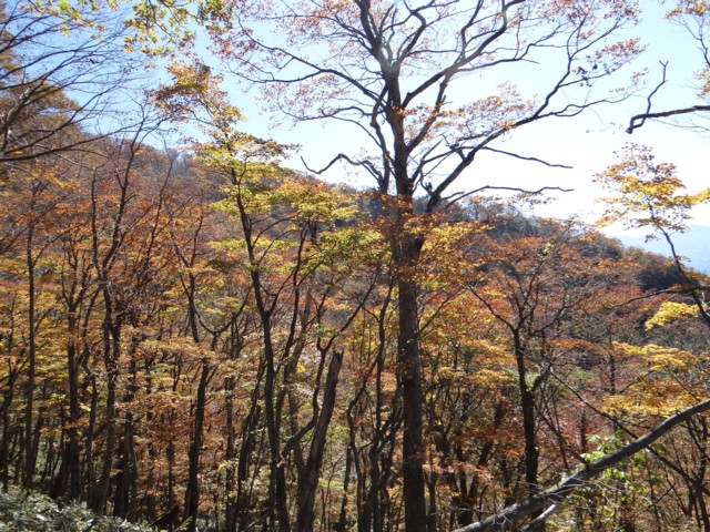 941   紅葉の山_e0266825_1622652.jpg