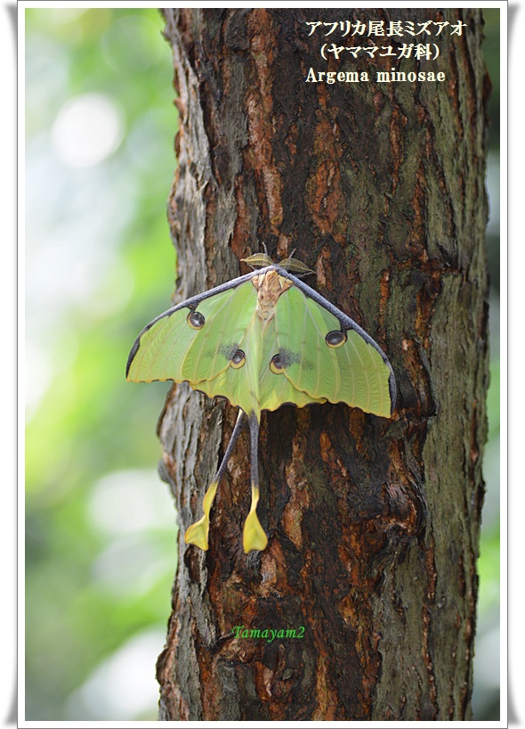 693 嫌われ者の蛾 yamyam町一丁目 693 嫌われ者の蛾 yamyam町一丁目