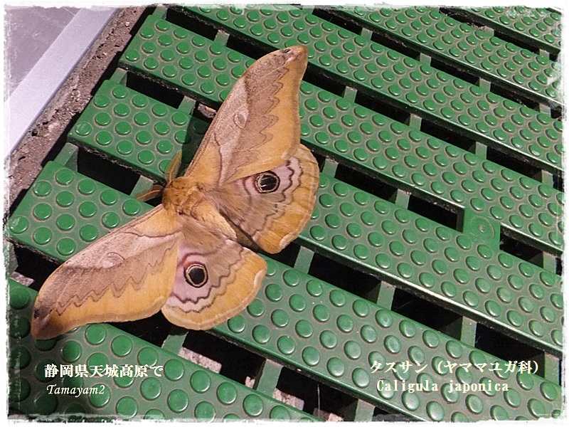 693 嫌われ者の蛾 yamyam町一丁目 693 嫌われ者の蛾 yamyam町一丁目