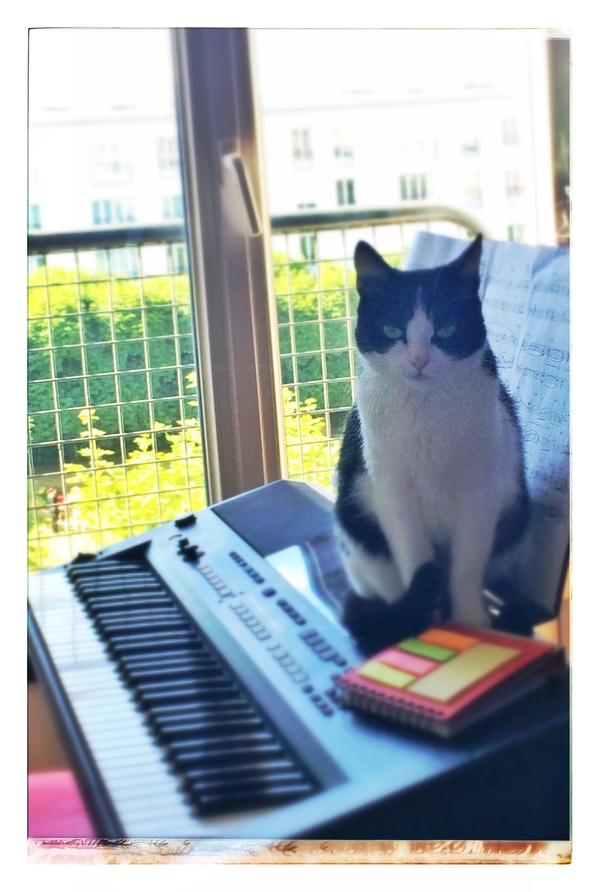 Photo iPhone, Této le chat - 愛猫 テト 写真館_a0231632_412995.jpg