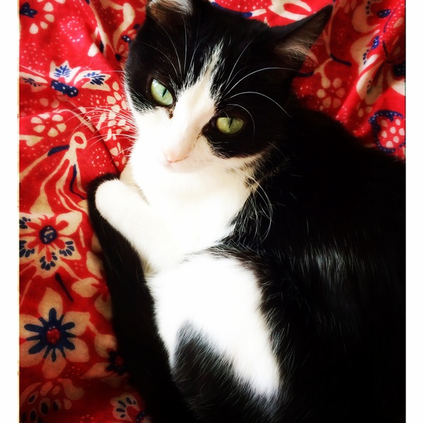 Photo iPhone, Této le chat - 愛猫 テト 写真館_a0231632_4201616.jpg