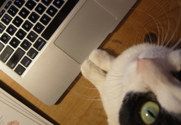 Photo iPhone, Této le chat - 愛猫 テト 写真館_a0231632_42595.jpg